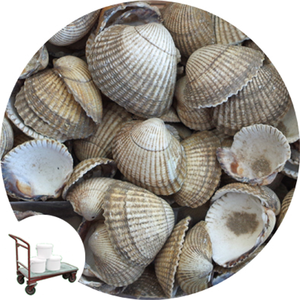 Buy Sea Shells Natural Cockle Click & Collect Specialist Aggregates Ltd