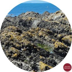 Discovery of Limpet Rings